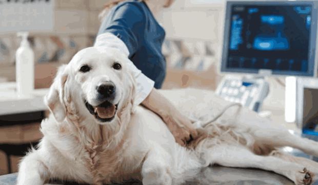 Flat Panels Veterinarios