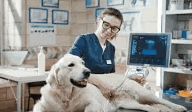 Digitalizadores CR Veterinarios
